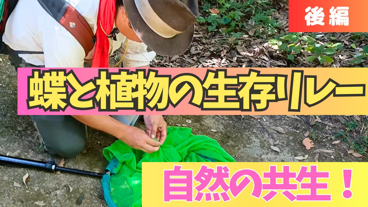 《後編》＜奈良県＞自然の共生！蝶と植物の生存リレー