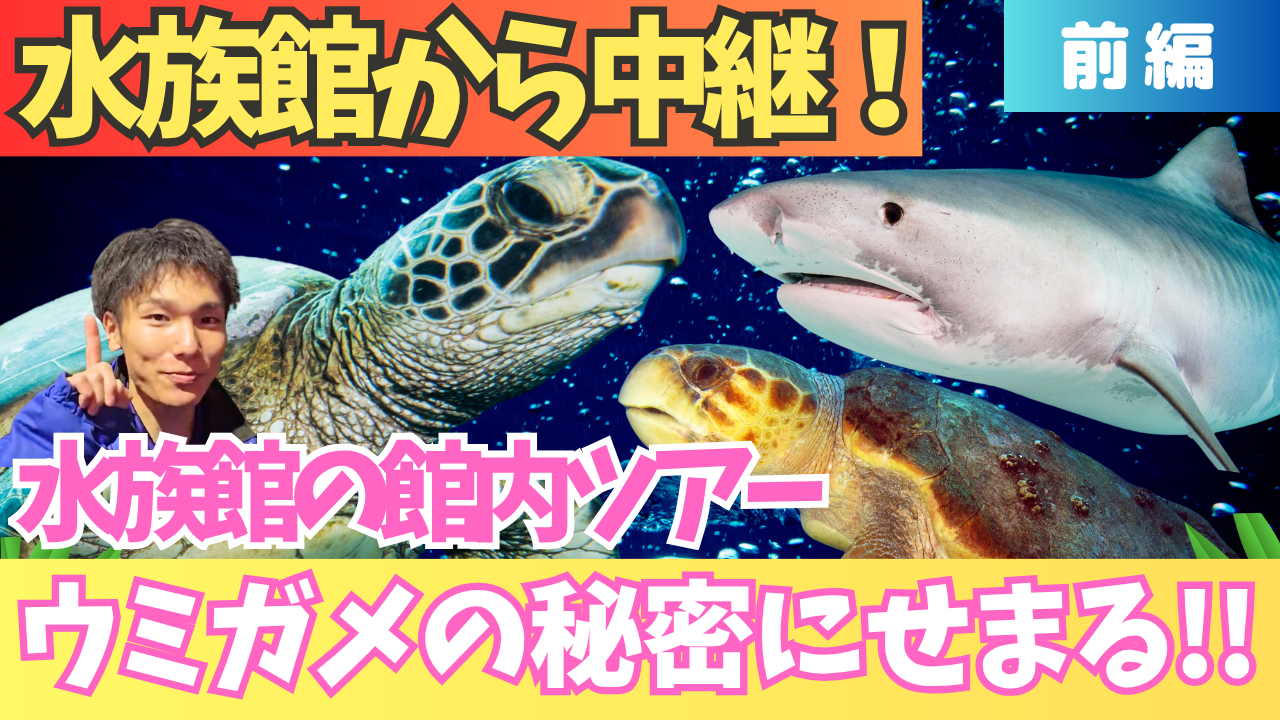 《前編》ウミガメの生態を通して学ぶ海の環境
