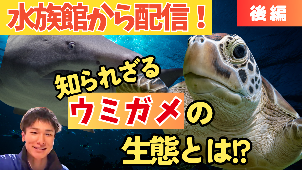 《後編》ウミガメの生態を通して学ぶ海の環境